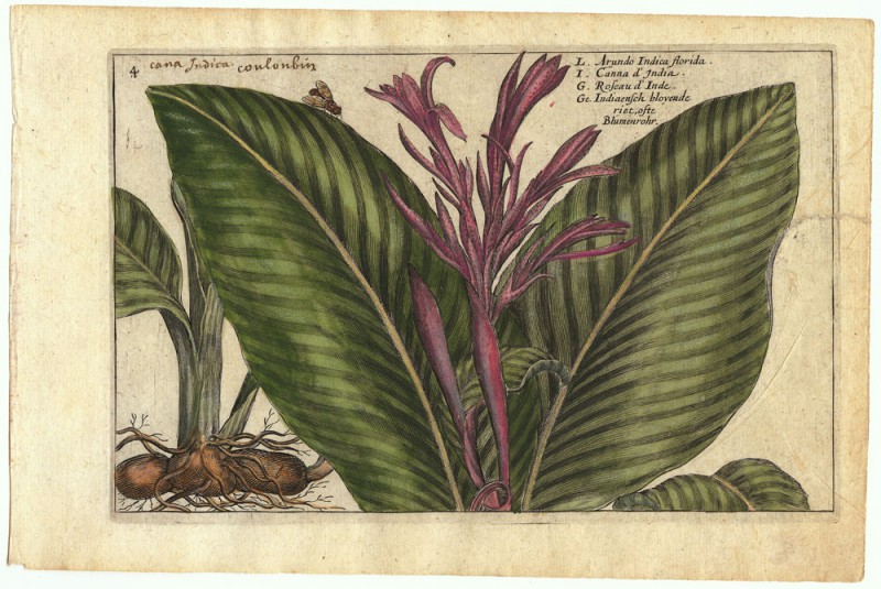 HortusFloridus3