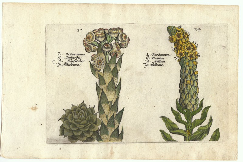 HortusFloridus6