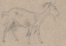 Drawing of a Goat – 1854 Drawing by Swiss Artist Pierre de Salis