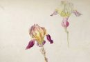 Bicolored Purple and Caramel Irises – Watercolor by Louis Curtat