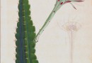 Antique Painting – Cereus Veribilia