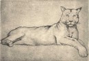 Richard Flockenhaus – Pategonian Puma – Signed Original Artist’s Engraving (Sold)