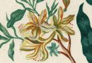 Two Flowering Plants – 1810 Watercolor Signed Joseph Loewenthal