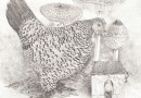 Willi Wettstein – Brahma Hen with Mushrooms