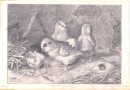 Baby Chicks – Pencil Drawing