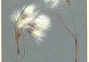 Cotton Grass – Original Watercolor by German Artist Walter Dittrich (Sold)
