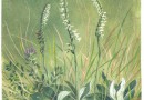 Walter Dittrich Wildflowers – Original Watercolor