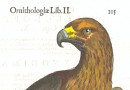 Aldrovandi – Beautiful Woodblock of a Bird of Prey – Plate 215