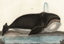 Whales from Turpin’s 1816 Dictionnaire des Sciences Naturelles – Baleen, Rorqual