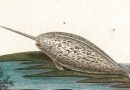 Whales from Turpin’s 1816 Dictionnaire des Sciences Naturelles – Sperm Whale, Narwhale (SOLD)