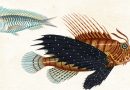 Colorful Tropical Fish – LionFish – Antique Engraving by Turpin