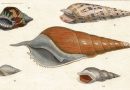 Turpin – Sea Shells – Handcolored Antique Print