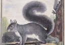 Le Petit Gris – Squirrel by Jacques Eustache de Seve (Sold)