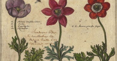 Crispijn Van De Passe – Hortus Floridus – Anemones