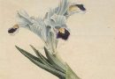 Two Antique Botanical Engravings, Iris and other Flowers