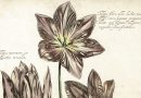 Daniel Rabel – Theatrum Florae – Three Tulips