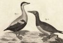Francois Nicolas Martinet – Waterbirds – Loon, Eider, Gannet, Cormorant