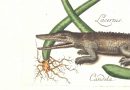 Mark Catesby – Lacertus Ominum Maximus – The Alligator and the Mangrove Tree