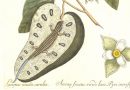 Mark Catesby – Lacertus Cauda Caerulia – Plate LXVII – The Guana