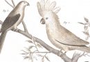 Francois Nicolas Martinet – Cockatoo and Other Birds