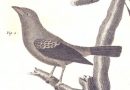 Francois Nicolas Martinet – 18th Century Bird Engraving