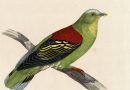 Osmotreron Malabarica from Bonaparte’s Pigeons