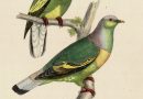 Osmotreron Vernans  from Bonaparte’s Pigeons