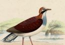 Osculatia Saphirina – Purple Quail Dove – from Bonaparte’s Pigeons