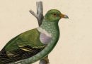 Phalacrotreron Delalandii from Bonaparte’s Pigeons