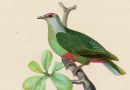 Ptilopus Greyi from Bonaparte’s Pigeons