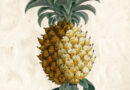 Pineapple – Ehret / Trew – Plantae Selectae