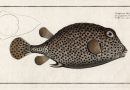 Spotted Trunk Fish – 18th Century Engraving by Marcus Bloch