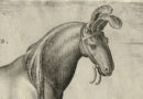 Stadanus – Armenius, Armenian Horse – Orig. Engraving from Equile