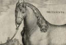 Stadanus – Britannus – Cheval Breton – Orig. Engraving from Equile