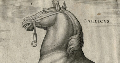 Gallicus – Antique Engraving of a Horse from Stradanus’ Renaissance Work Equile