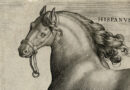 Stadanus – Hispanus – Spanish Horse – Orig. Engraving from Equile