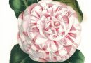 Camellia Countess of Derby – Van Houtte Flore des Serres et des Jardins