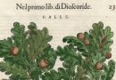 Renaissance Botanical Illustration -Galle – Italian Oak – Pietro Andrea Matthioli