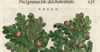 Renaissance Botanical Illustration -Galle – Italian Oak – Pietro Andrea Matthioli