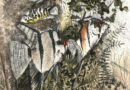 Angelfish Original Signed Artist’s Engraving