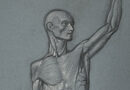 Gustav Herrmann – Male Anatomical Study