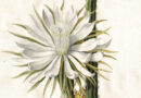 Cereus – Night Blooming Cactus – Plantae Selectae Plate XIV