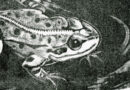 Frog – 1965 Woodblock by Fritz Urban Welti