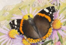 Paul-Andre Robert – Red Admiral or Vulkan Butterfly on an Aster Flower