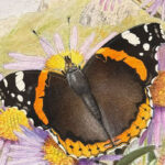 Paul-Andre Robert – Red Admiral or Vulkan Butterfly on an Aster Flower