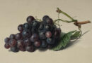 Black Hamborough Grapes by Mrs. Withers
