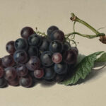 Black Hamborough Grapes by Mrs. Withers