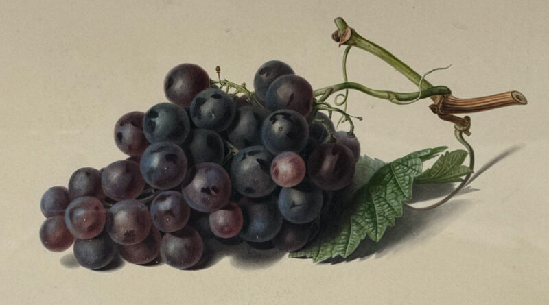 Black Hamborough Grapes by Mrs. Withers