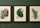 Set of Three Curtis Botanical Prints