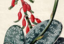 Pancrace Bessa – Aloë Lingua from Flore des jardiniers